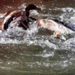 Stadtverwaltung Geisa - Wasser ist Leben - Enten im Wasser