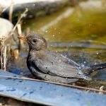 Stadtverwaltung Geisa - Wasser ist Leben - Vogel im Wasser