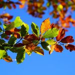 Stadtverwaltung Geisa - Goldener Herbst in Geisa