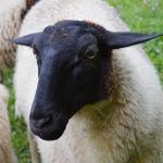 Stadtverwaltung Geisa - Schaf in Zitters