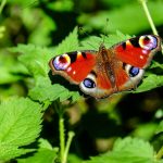 Stadtverwaltung Geisa - Geführte Wanderung "Bunte Schmetterlinge am Grünen Band"
